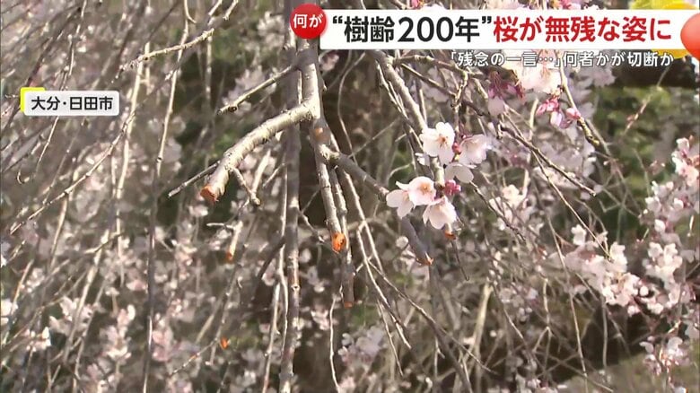 複数の枝が無くなっていた大原大しだれ桜