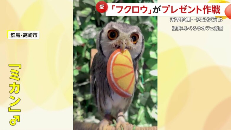 アタックしていたオスの「ミカン」くん