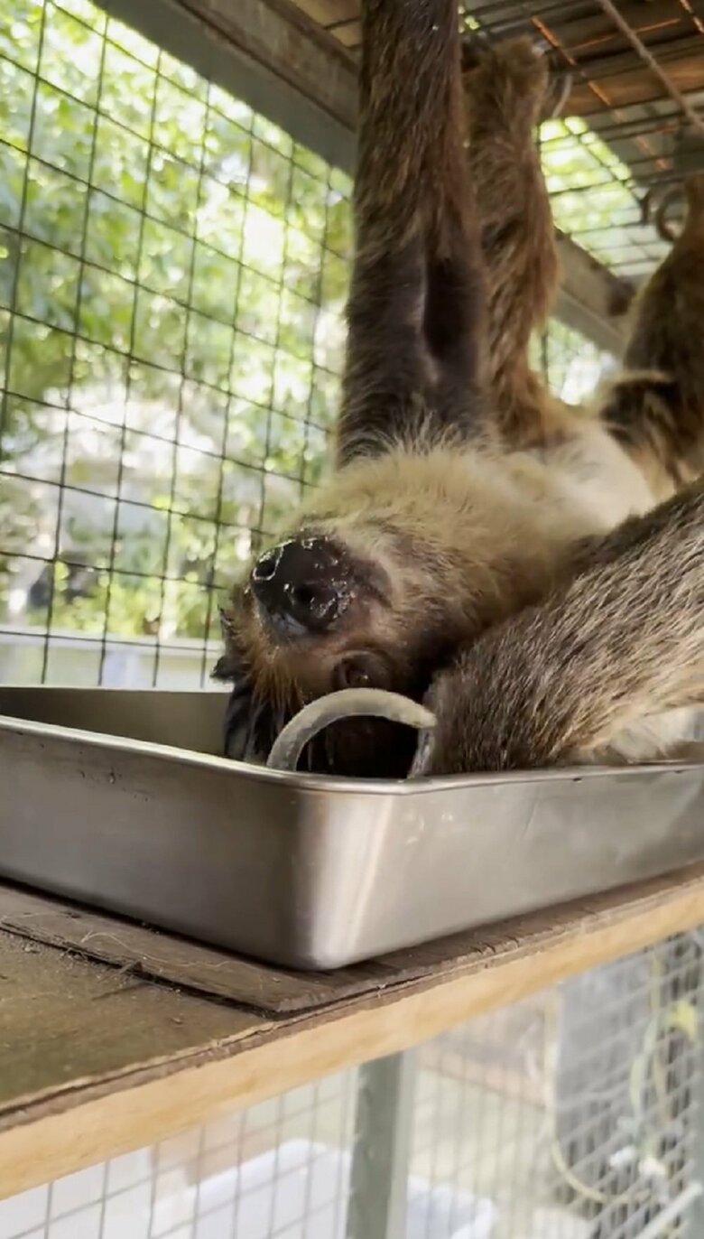 頭の下にあるトレーに右手を伸ばして…（提供：神戸市立王子動物園）