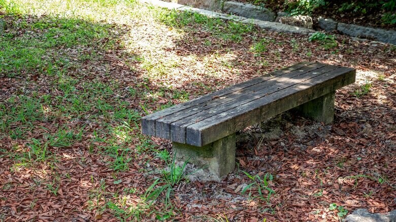 意外な場所にも生えるという（画像はイメージ）