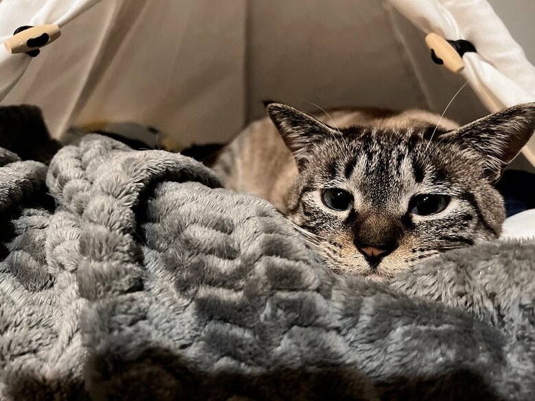 何かご用？とでも言いたげな様子