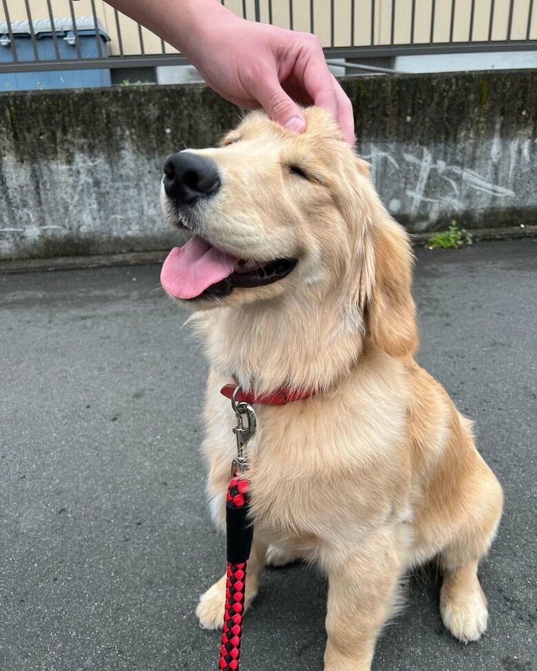 なでられてうれしい