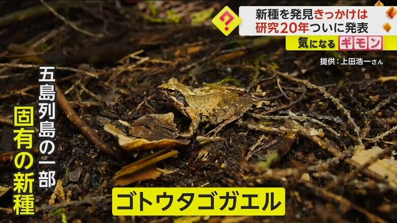 固有に新種であることが発表されたゴトウタゴガエル