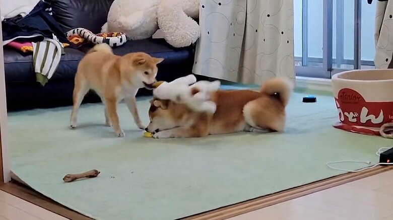 ブォン！とまた頭上をかすめていくぬいぐるみ