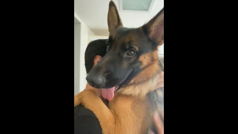 “甘え下手”なBOBIくんも抱っこ（提供：Tobi and Bobi シェパード兄弟犬さん）