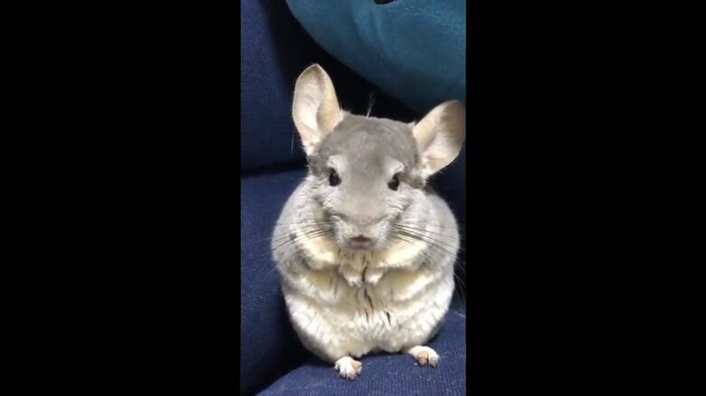 アホ毛が可愛いムーくん