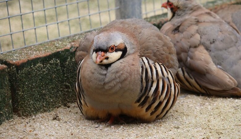 空気が入ったかのようにふくらむ（提供：松江フォーゲルパーク）