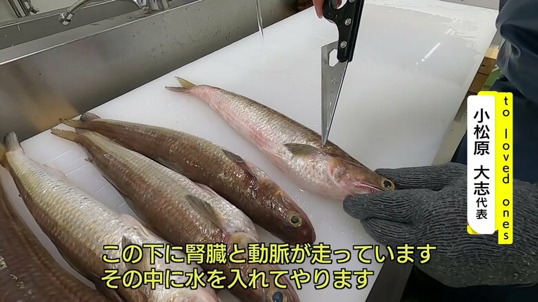 山陰沖で獲れた魚をさばくところから
