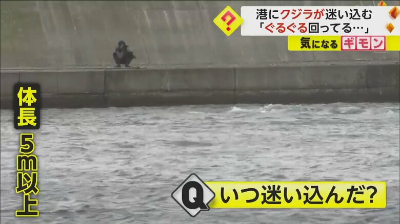 北海道釧路町の老者舞漁に迷い込んだクジラを撮影する人