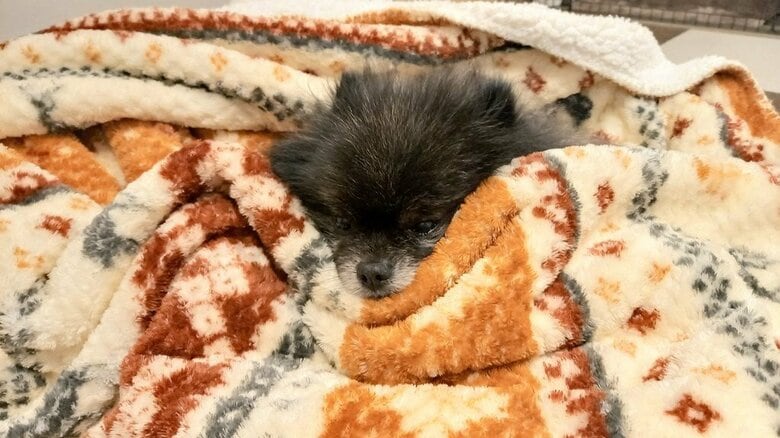 布団の使い方はプロ