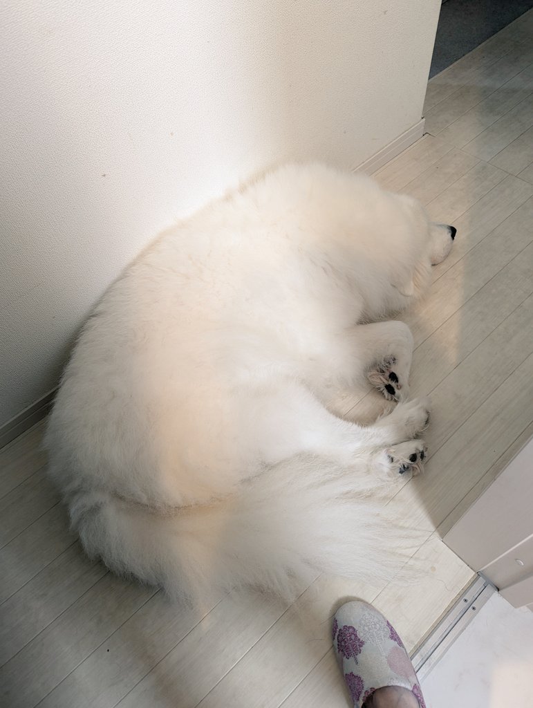 床の色に似ている陸ちゃん