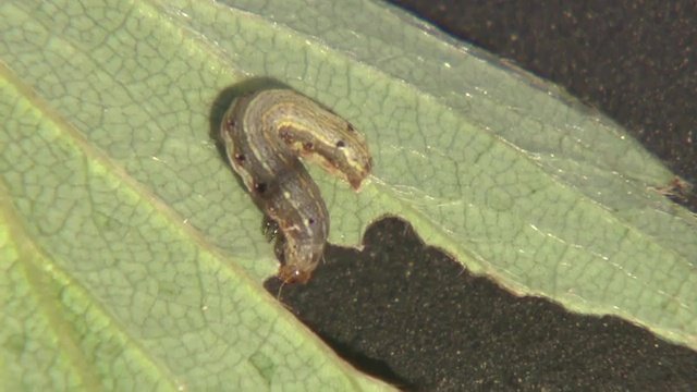 いたちごっこの対策は来年も？　農家は不安