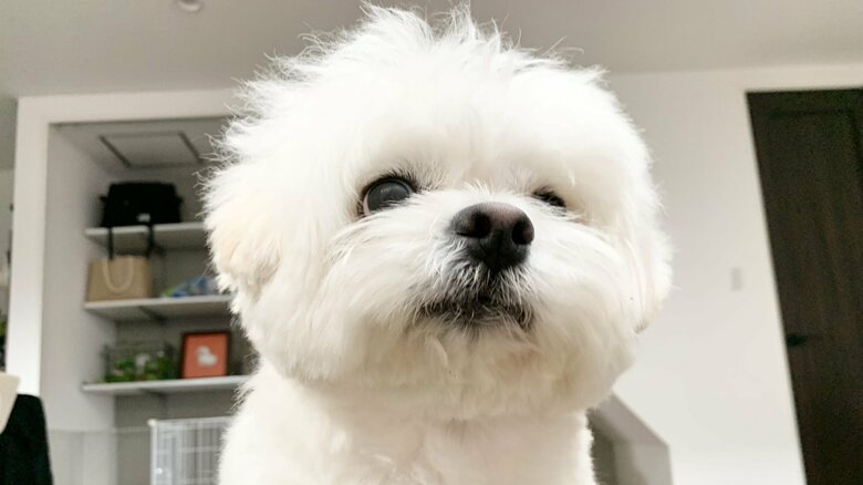 成長した今もかわいい