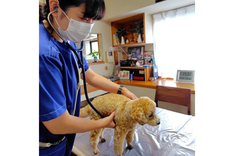 聴診器で体調チェック