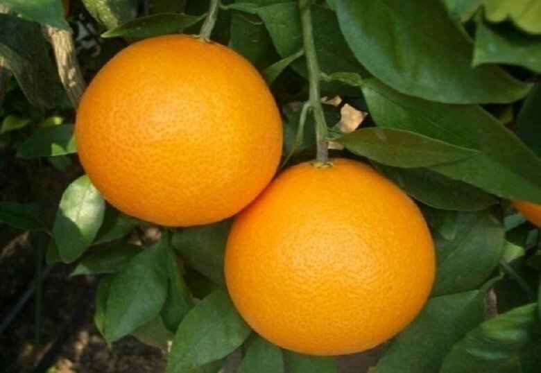 紅まどんな（画像提供：みかん研究所）