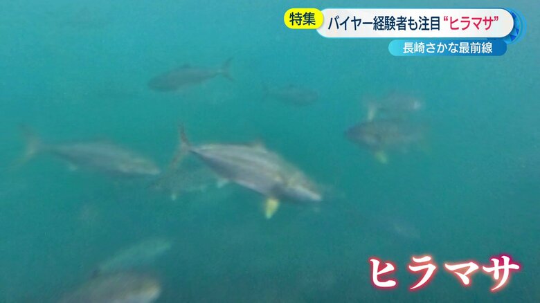 養殖されているヒラマサ