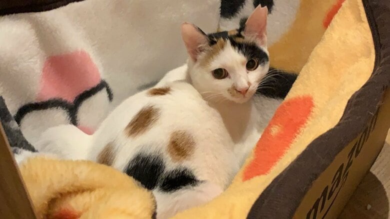 お尻にある“肉球マーク”