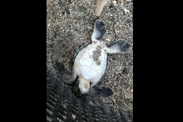 “へそ天”になってしまった貴重な状態（出典：PIP@小笠原海洋センター公式 @mt_seaturtle）