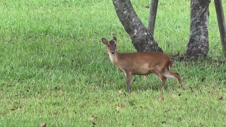 2021年9月取材時も、至る所にキョンの姿があった