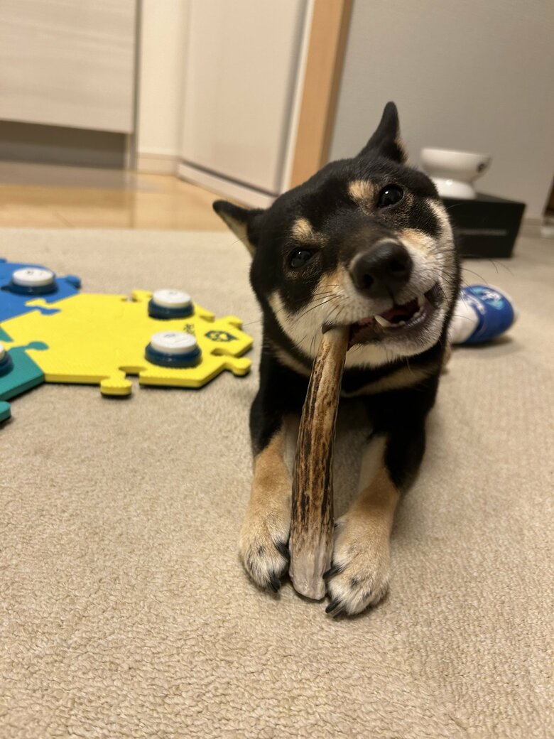 提供：豆柴ごま娘さん