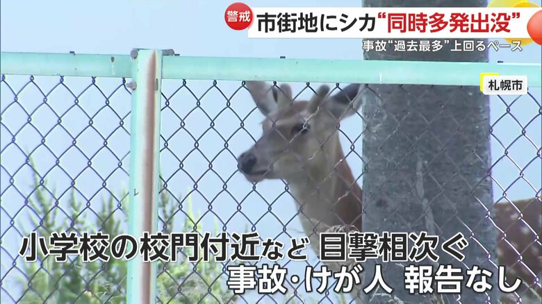 これまでのところ事故やけが人などの報告はないシカの出没