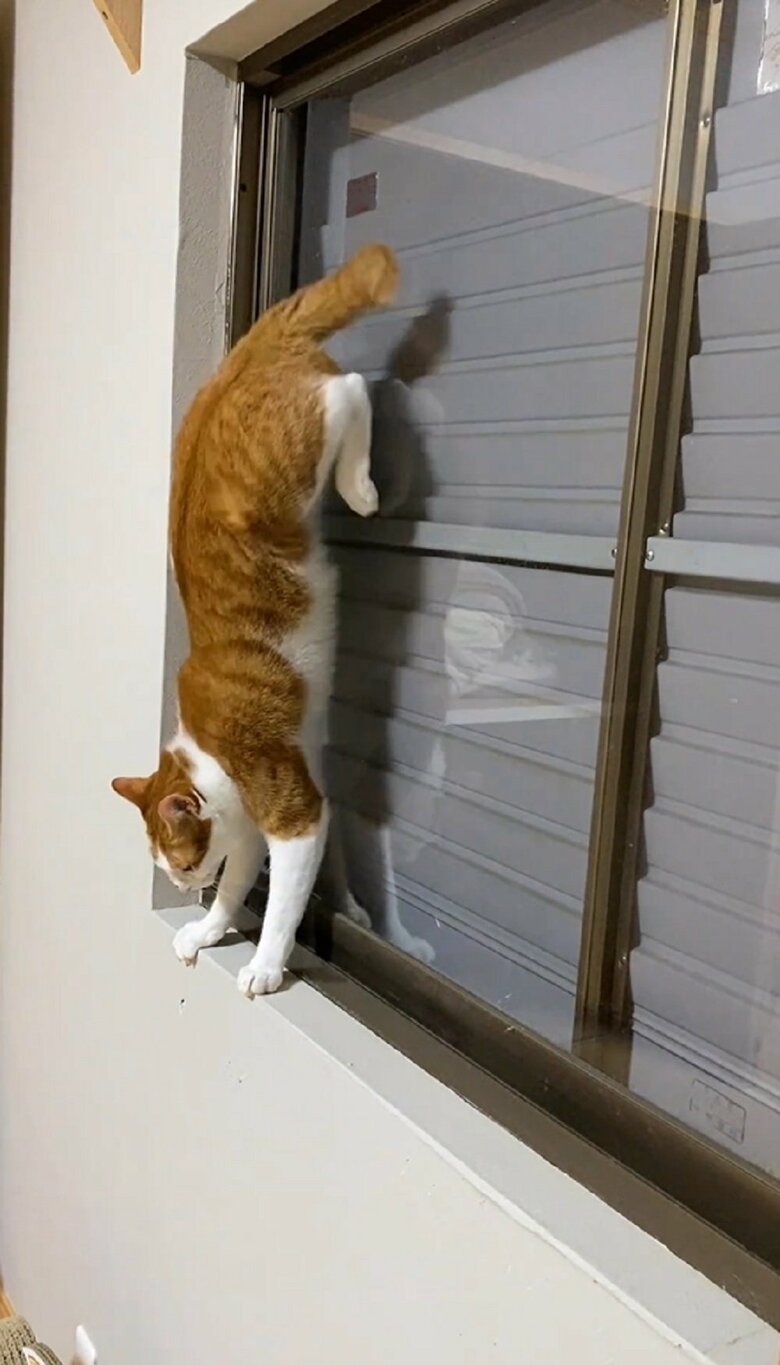 逆立ちのポーズに！