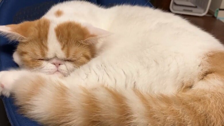 画像提供：エキゾのきなこさん。