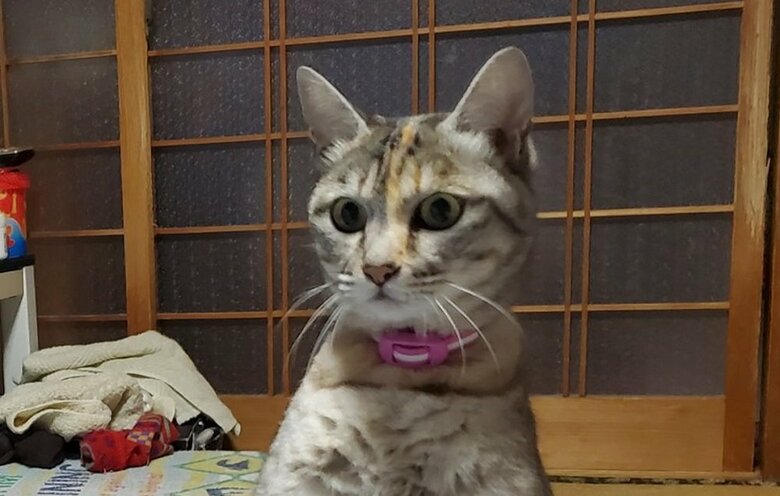 姿勢はお出迎えしているかのようだが…。