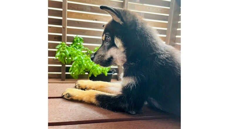 落ち着いた子だという風太くん