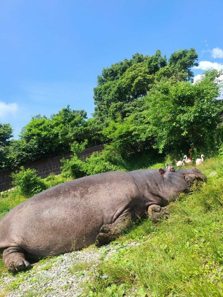 のんびりな様子（提供：那須サファリパーク）