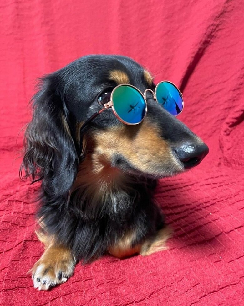 「似合う？」サングラス着用