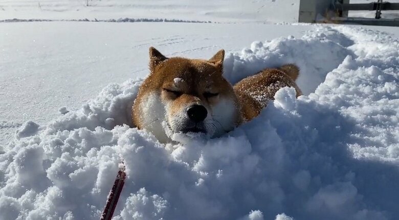 雪が積もりすぎで歩くのやーめたとガス欠に…