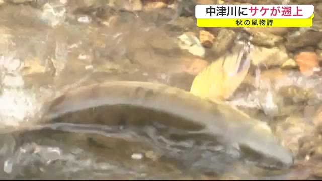 秋の風物詩 中津川にサケが遡上<岩手・盛岡市>
