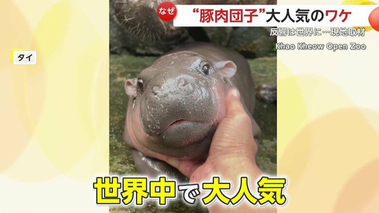 なでられてうっとり顔のムーデン（提供：Khao Kheow Open Zoo）