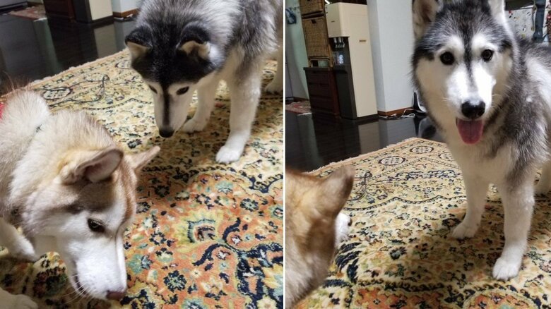 オリーブちゃんのおやつを狙うゆづくん