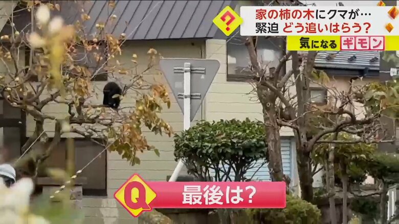 再び柿の木に登ったクマ