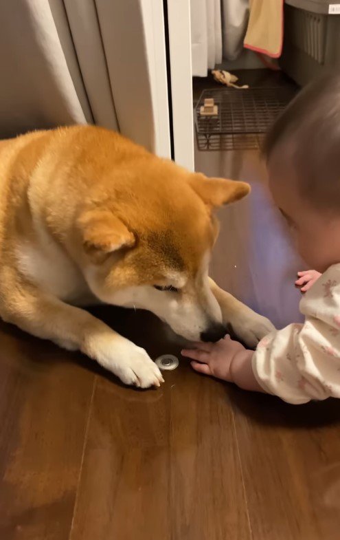 提供：torakichi602さん