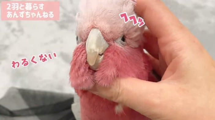 あんずさんのなでなでにもうっとり