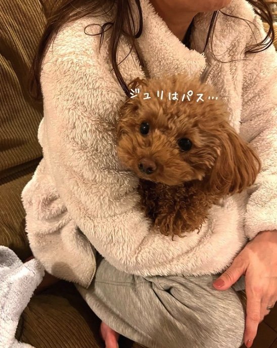 提供：トイプードル ディノセナとジュリさん