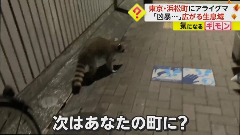 都内の道路を歩いているアライグマ
