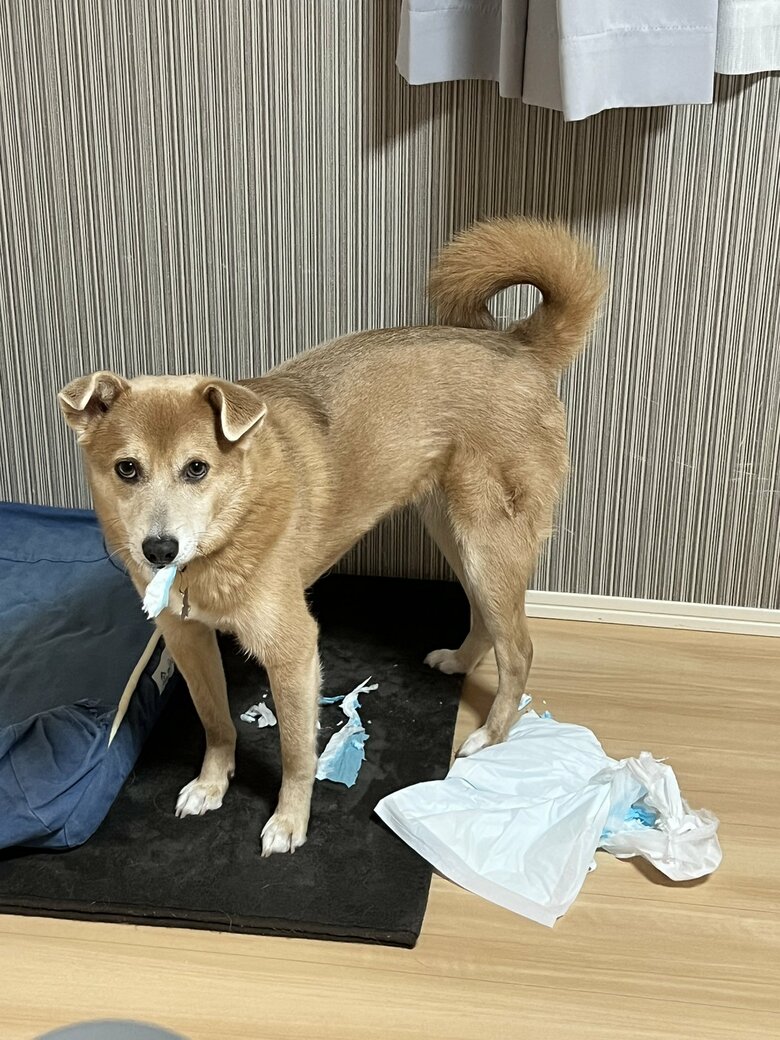 提供：あさぎさん