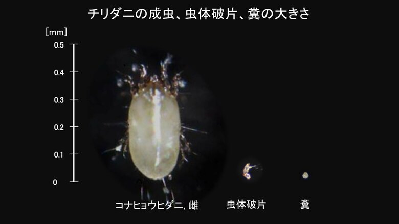 （左から）ダニの成虫、死骸の破片、糞（提供：白井さん）