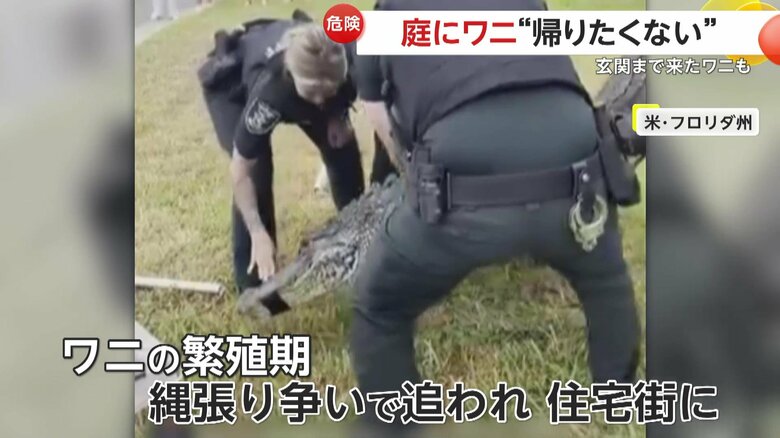 ワニを捕獲し運び出す警察官たち（Lee County Sheriff's Office）