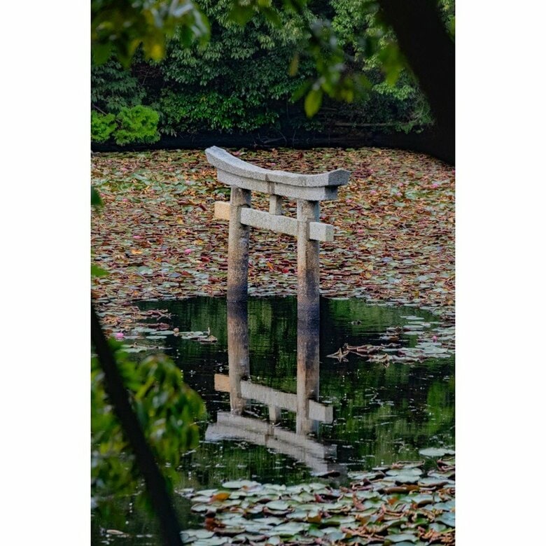 滋賀県・弁天池の沈み鳥居（2023年9月撮影）