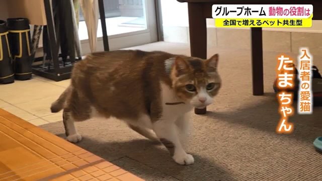 入居者の愛猫「たまちゃん」