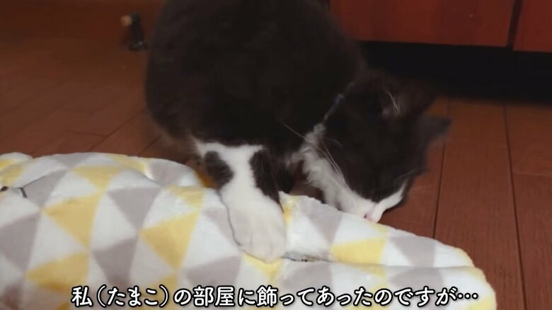 提供：もちぞう ですが。さん