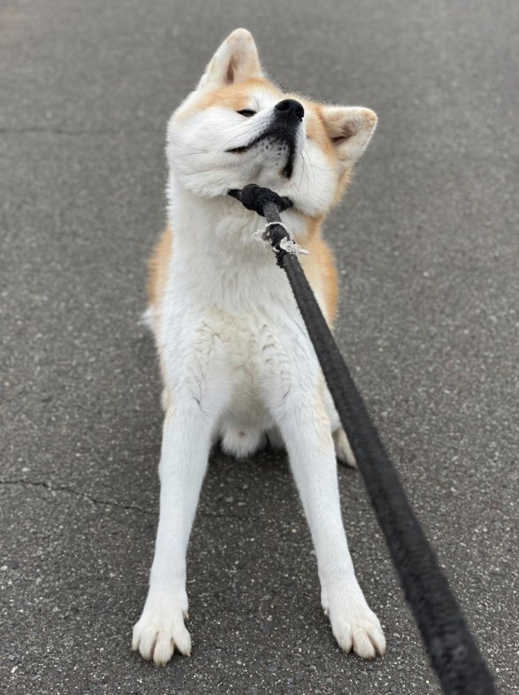 提供：秋田犬 五元(イモト)さん
