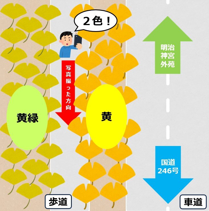 色違いのイチョウがきれいに２列に並んで見える ＜筆者作成＞