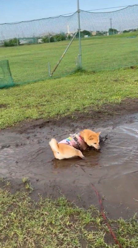 提供：柴犬まるやん日記さん