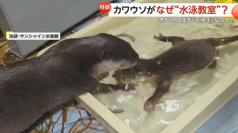 水に顔を沈めた子どもを心配し、手で赤ちゃんの顔を引き上げるコツメカワウソの様子（4）